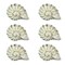 Cast Iron Nautilus Shell Drawer Pull Decorative Cabinet Knob Nautical Set of 6